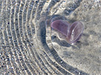 Sea Glass Photography - Sun-Colored Amethyst Stopper #2
