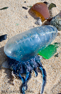 Portuguese Man-of-War with Sea Glass